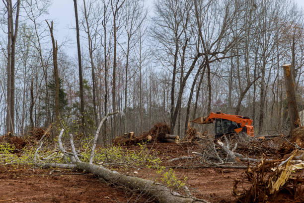 Best Tree and Shrub Care  in Marcus Hook, PA